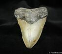 Facebook Contest Prize: / Megalodon Tooth #1179-1